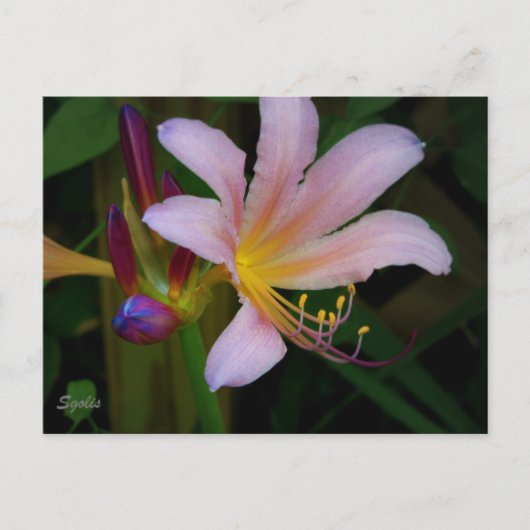 Roze Belladonna Lelie Bloem Ansichtkaart Briefkaart (Voorkant)