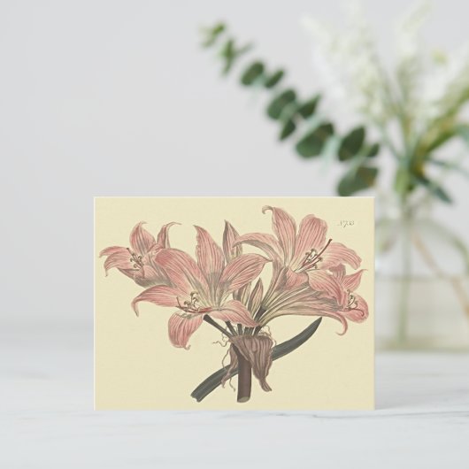 Roze Belladonna Lily Botanische illustratie Briefkaart (Staand voorkant)