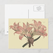 Roze Belladonna Lily Botanische illustratie Briefkaart (Voorkant / Achterkant)