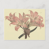Roze Belladonna Lily Botanische illustratie Briefkaart (Voorkant)