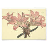Roze Belladonna Lily Botanische illustratie Foto Afdruk (Voorkant)