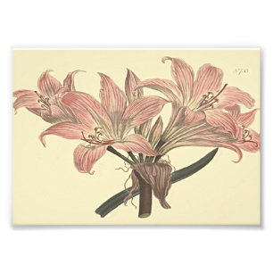 Roze Belladonna Lily Botanische illustratie Foto Afdruk