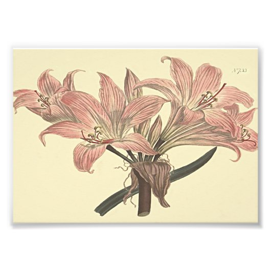 Roze Belladonna Lily Botanische illustratie Foto Afdruk (Voorkant)