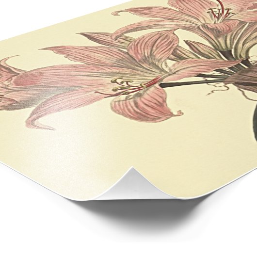 Roze Belladonna Lily Botanische illustratie Foto Afdruk (Hoek)