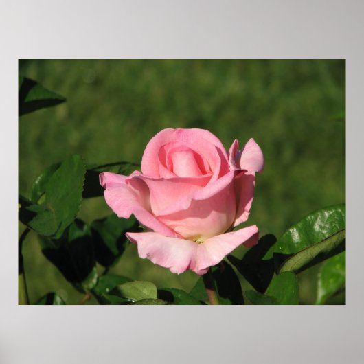 Roze belofte Hybride thee Roos 132 Poster (Voorkant)