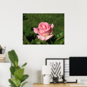 Roze belofte Hybride thee Roos 132 Poster (Thuiskantoor)