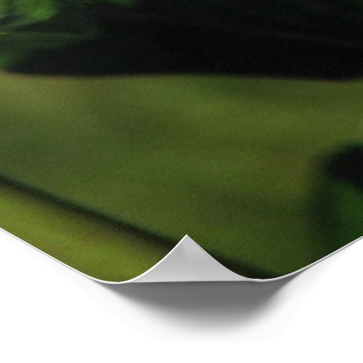 Roze belofte Hybride thee Roos 132 Poster (Hoek)