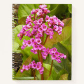 Roze Bergenia Flowers Floral Notitieboek (Voorkant)