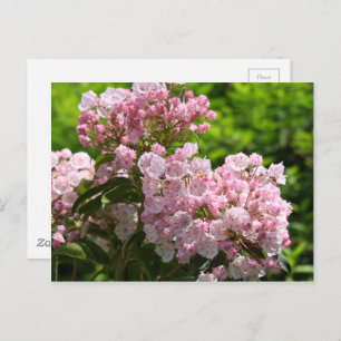  roze bergLaurel Flowers Briefkaart