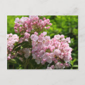  roze bergLaurel Flowers Briefkaart (Voorkant)