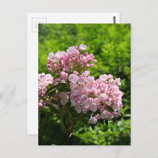  roze bergLaurel Flowers Briefkaart (Voorkant / Achterkant)