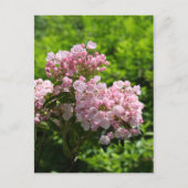  roze bergLaurel Flowers Briefkaart (Voorkant)