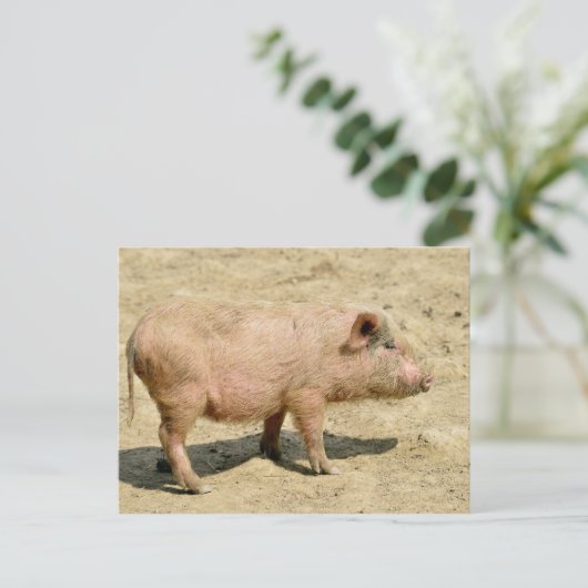 Roze biggetje briefkaart (Staand voorkant)
