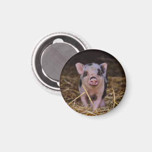 Roze biggetje met zwarte vlekken in stro magneet (Voorkant / Achterkant)