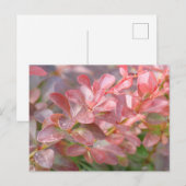  roze bijkantoren briefkaart (Voorkant / Achterkant)