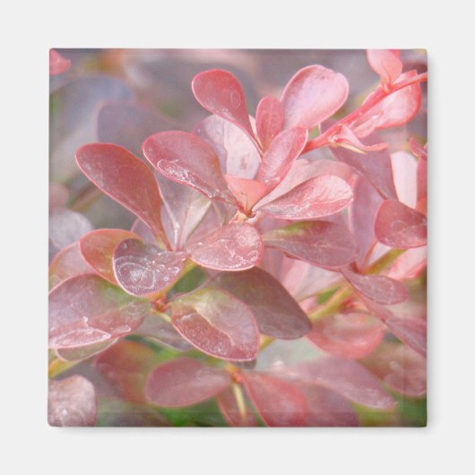  roze bijkantoren magneet (Voorkant)