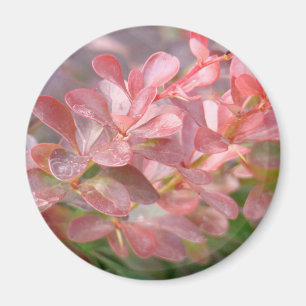 roze bijkantoren magneet