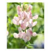 Roze blauwbonnetfoto afdrukken foto afdruk (Voorkant)