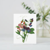 Roze Blauwe en Paarse Zoete Erwten door Redoute Briefkaart (Staand voorkant)