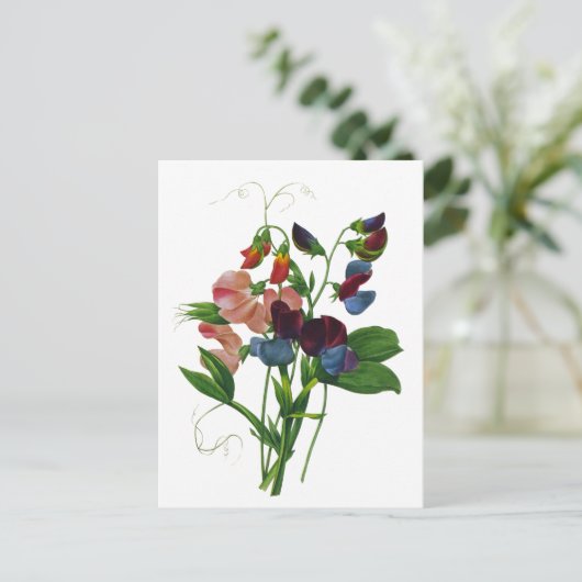 Roze Blauwe en Paarse Zoete Erwten door Redoute Briefkaart (Staand voorkant)