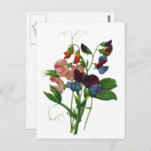 Roze Blauwe en Paarse Zoete Erwten door Redoute Briefkaart (Voorkant / Achterkant)