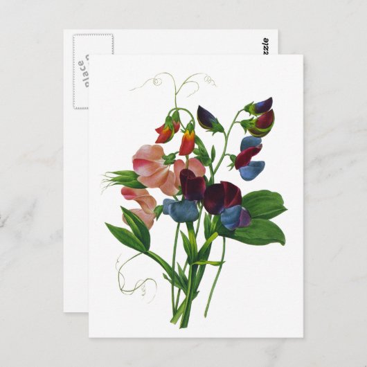 Roze Blauwe en Paarse Zoete Erwten door Redoute Briefkaart (Voorkant / Achterkant)