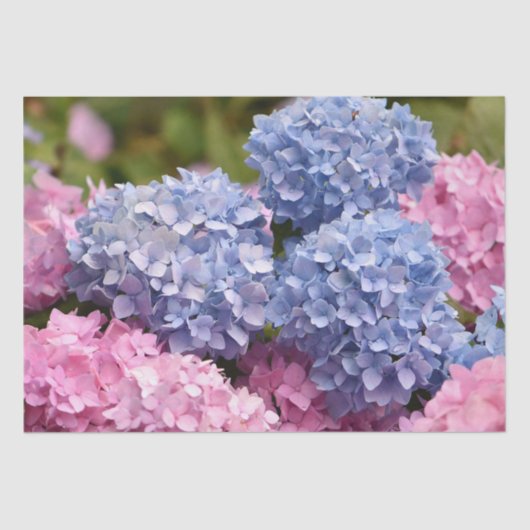 Roze blauwe hydrangea Bloem Geslacht Tissuepapier (Voorkant)