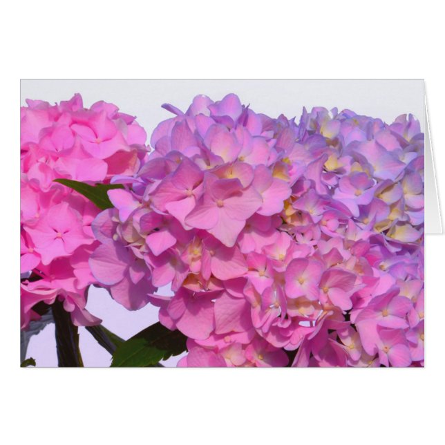 Roze blauwe hydrangeas elegante roze paarse bloeme (Voorkant Horizontaal)