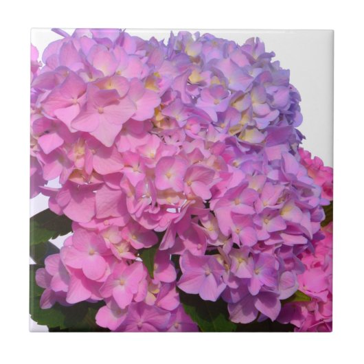Roze blauwe hydrangeas elegante roze paarse bloeme tegeltje (Voorkant)
