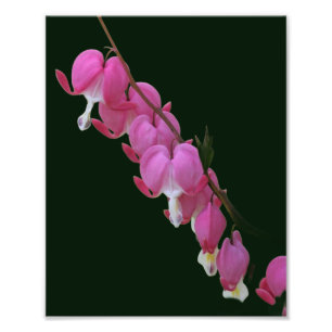 Roze Bleeding Hearts Bloem 8x10 Foto Afdruk