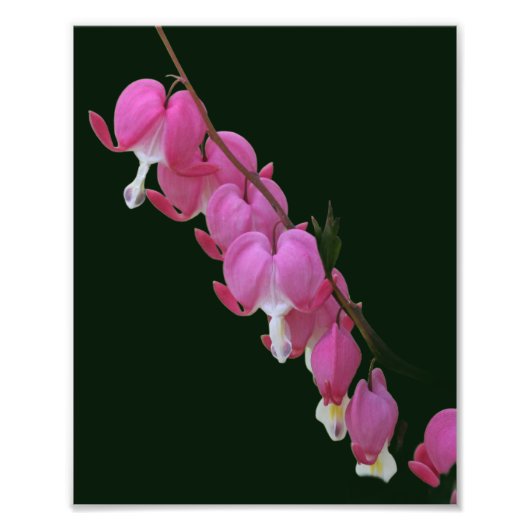 Roze Bloedende Harten Bloem 8x10 Foto Afdruk (Voorkant)