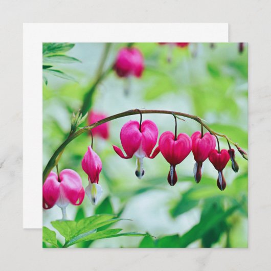 Roze bloeding (Voorkant / Achterkant)