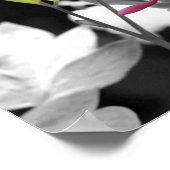 Roze bloeding Hartbloem Gedeeltelijke kleur Poster (Hoek)