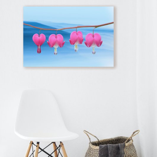 Roze bloeding Hartbloem op blauwe achtergrond Canvas Afdruk