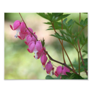 Roze bloeding Harten 10x8 Macro Flower Print Foto Afdruk