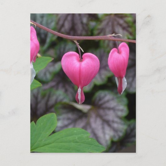 Roze bloeding Harten Briefkaart (Voorkant)