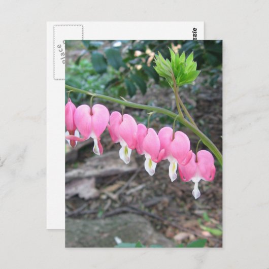 Roze bloeding Harten Briefkaart (Voorkant / Achterkant)