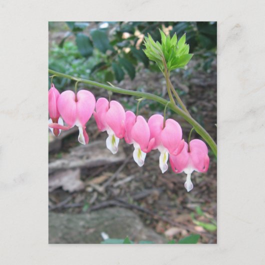 Roze bloeding Harten Briefkaart (Voorkant)