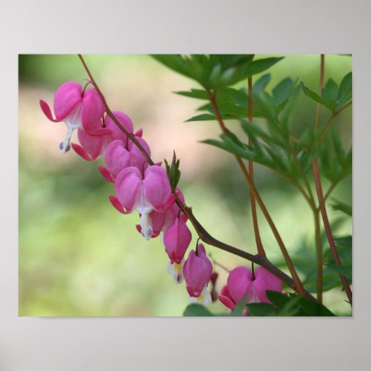 Roze bloeding Harten Floral Poster (Voorkant)