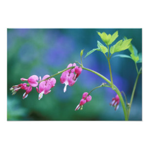 Roze bloeding harten in de tuin. Krediet als: Foto Afdruk