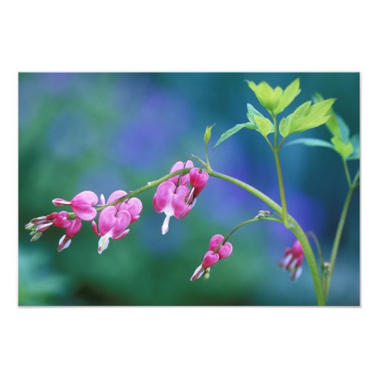 Roze bloeding harten in de tuin. Krediet als: Foto Afdruk (Voorkant)