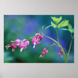 Roze bloeding harten in de tuin. Krediet als: Poster