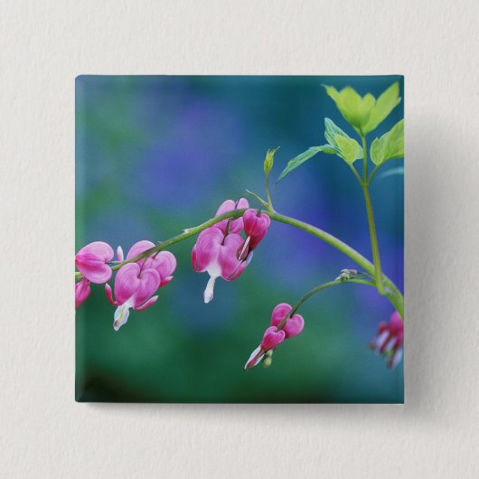 Roze bloeding harten in de tuin. Krediet als: Vierkante Button 5,1 Cm (Voorkant)