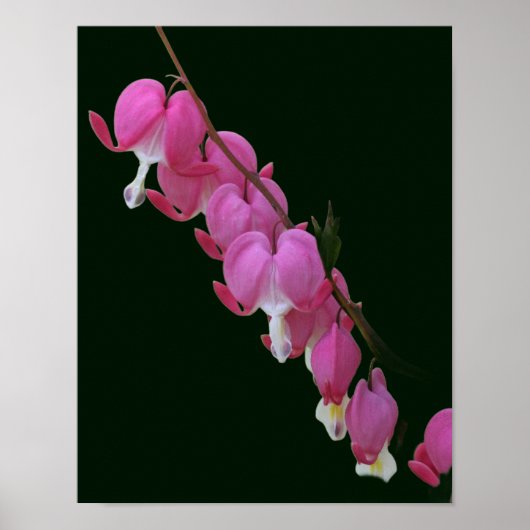 Roze bloeding Hartslag Bloem Poster (Voorkant)
