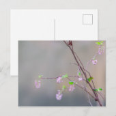 Roze bloeiend momenteel briefkaart (Voorkant / Achterkant)