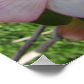 Roze bloeiend Poster van Dogwood (Hoek)