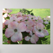 Roze bloeiend Poster van Dogwood (Voorkant)