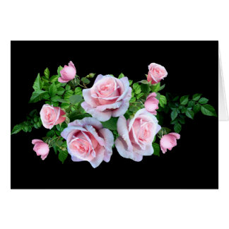 Roze bloeiend Roos