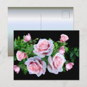 Roze bloeiend Roos Briefkaart (Voorkant / Achterkant)