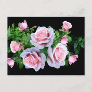 Roze bloeiend Roos Briefkaart